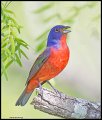 _4SB6476 painted bunting